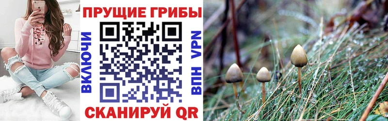 MEGA зеркало  даркнет как зайти  Галлюциногенные грибы Psilocybe  Электроугли 